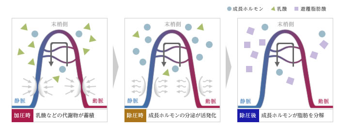 加圧トレーニングのメカニズム