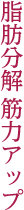 脂肪分解 筋力アップ