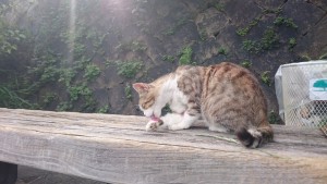 ねこ