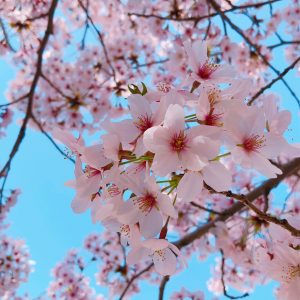 桜