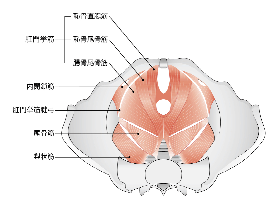 骨盤底筋群　女性専用　筋トレ　膣トレ　松山市　ジム　加圧
